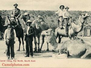 Австралийцы на верблюдах фото